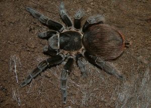 Brachypelma vagans